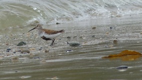 Dunlin (Calidris alpina)