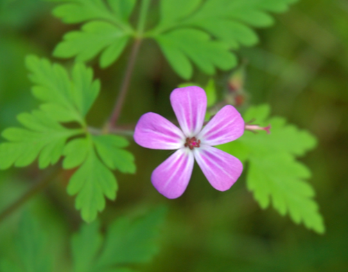 Robert's geranium (Geranium robertianum)