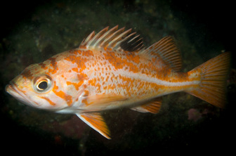 Canary rockfish (Sebastes pinniger)