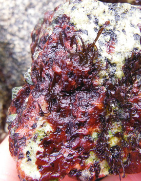 Rusky rock (Hildenbrandia rubra)