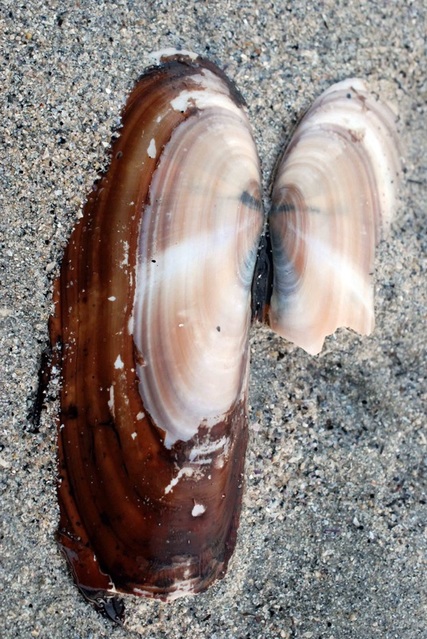 Pacific razor-clam (Siliqua patula)