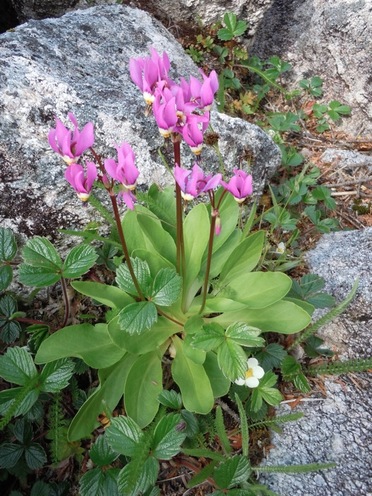 Few-flowered shootingstar  (Dodecatheon pulchellum)