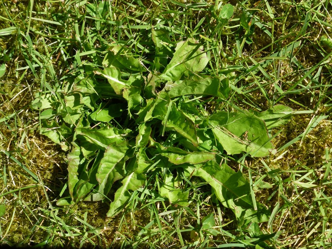Common dandelion (Taraxacum officinale)