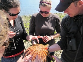 Sunflower star (Pycnopodia helianthoides)