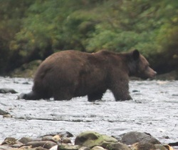 Grizzly bear  (Ursus arctos)