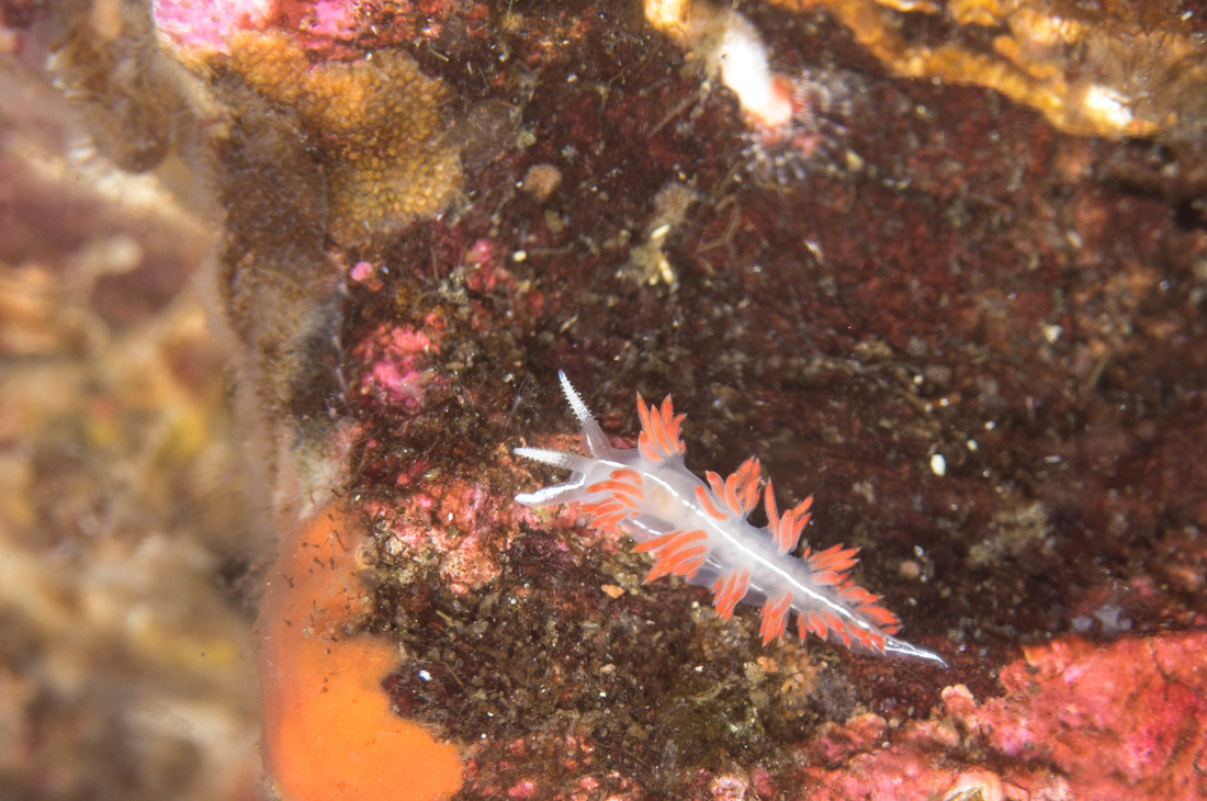 Three-lined aeolid • Flabellina trilineata