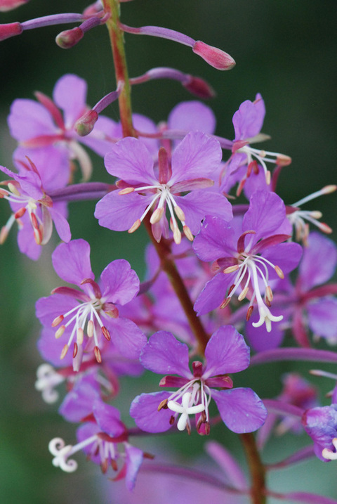 Fireweed (Epilobium angustifolium)