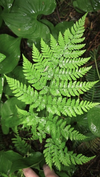 Spiny wood fern (Dropteris expansa)