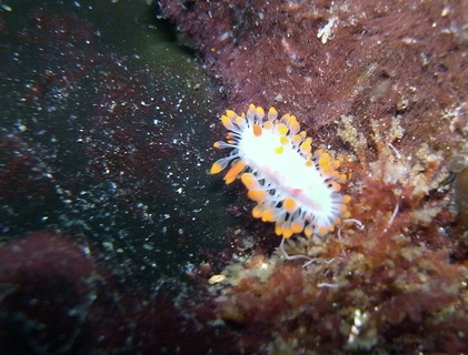 Cockerell's nudibranch (Limacia cockerelli)