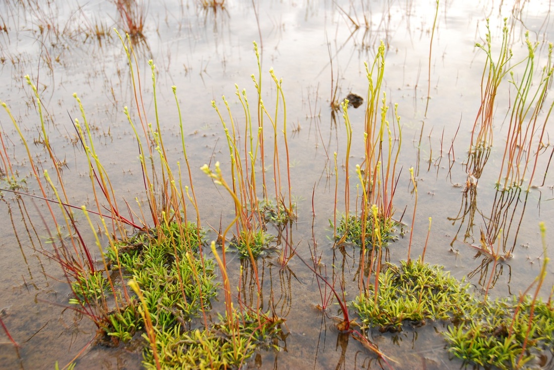 Water lobelia (Lobelia dortmanna)