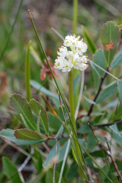 Sticky false asphodel  (Triantha glutinosa)