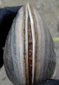 Butter clam (Saxidomus gigantea)