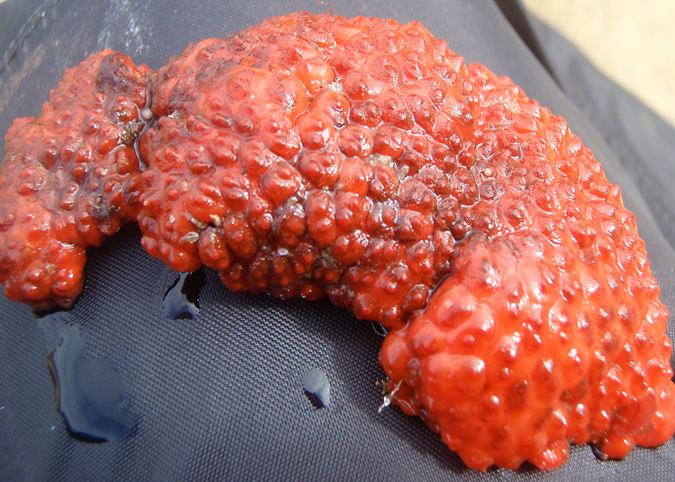 Fused orange social ascidians (Metandrocarpa dura)