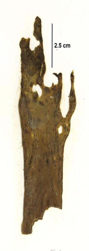 Ectocarpus commensalis