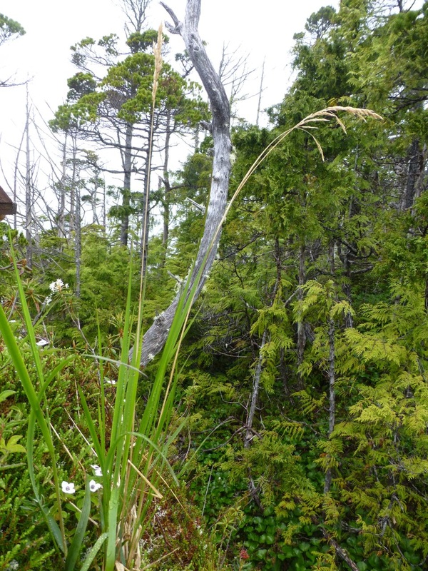 Nootka reedgrass (Calamagrostis nutkaensis)