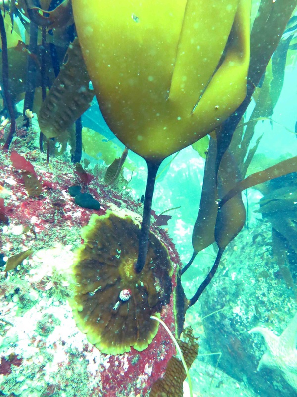 Suction-cup kelp (Laminaria yezoensis)