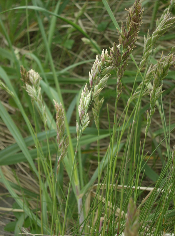 Dune bluegrass (Poa macrantha)