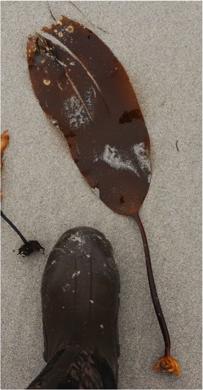 Southern stiff-stiped kelp (Laminaria setchellii)