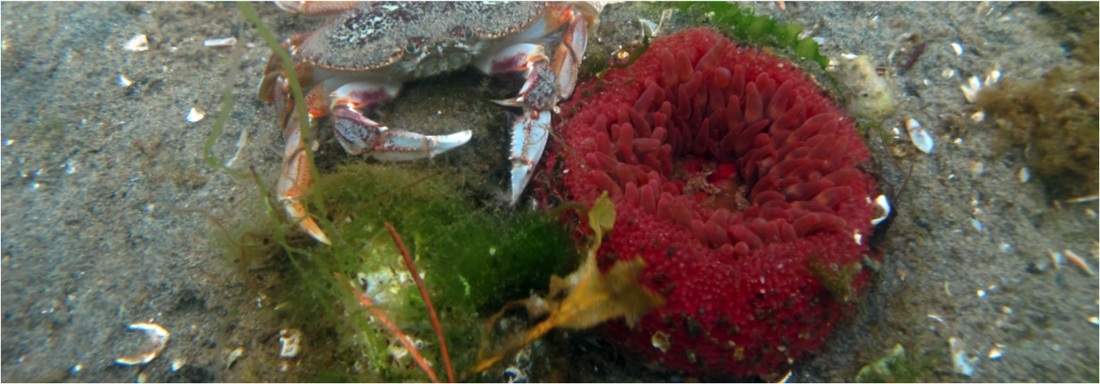 Stubby rose anemone (Urticina clandestina)