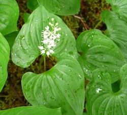False lily-of-the-valley (Maianthemum dilatatum)