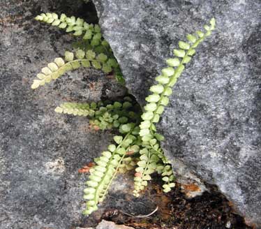 Green spleenwort (Asplenium viride)