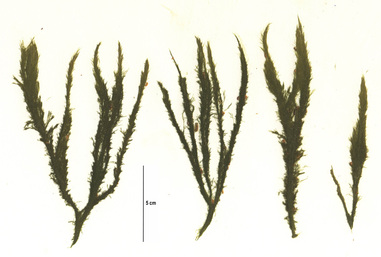 Green rope (Acrosiphonia coalita)