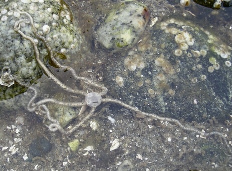 Long arm  brittle star  (Amphioda urtica)