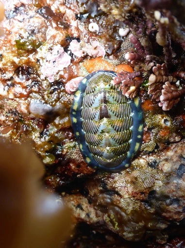Lined chiton, red-lined chiton (Tonicella lineata)