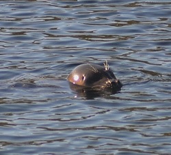 Pacific harbour seal  (Phoca vitulina)