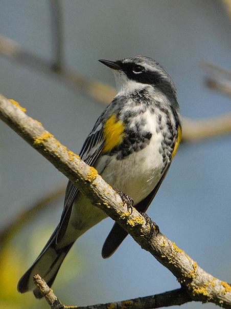 Audubon's yellow-rumped warbler (Setophaga coronata auduboni)