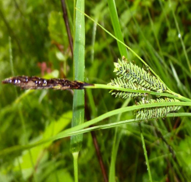 Kellogg's sedge (Carex kellogii)