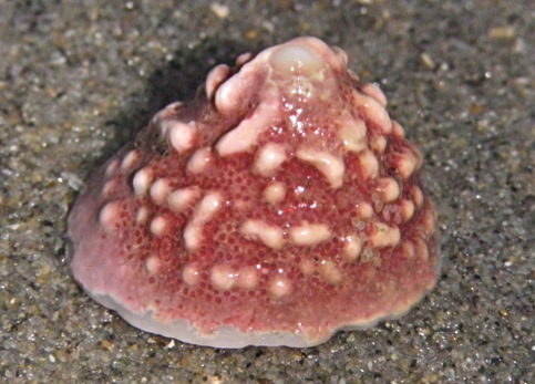 Whitecap limpet (Acmaea mitra)