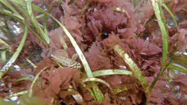 Silver-spotted sculpin (Blepsias cirrhosus)