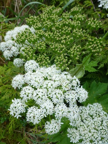 Cow-parsnip (Heracleum maximum, Heracleum lanatum)