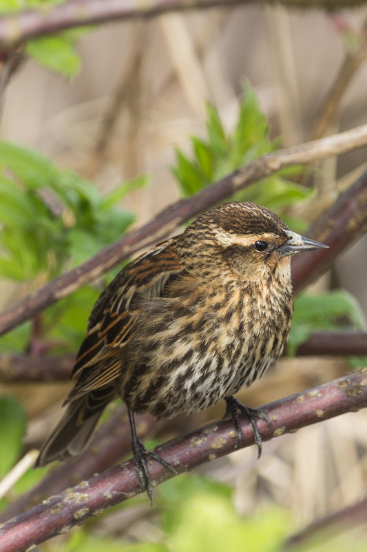 Red-winged blackbird (Agelaius phoeniceus)