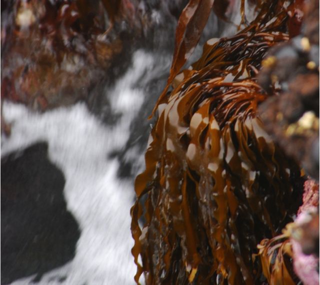 Flat pompom kelp (Lessoniopsus littoralis)