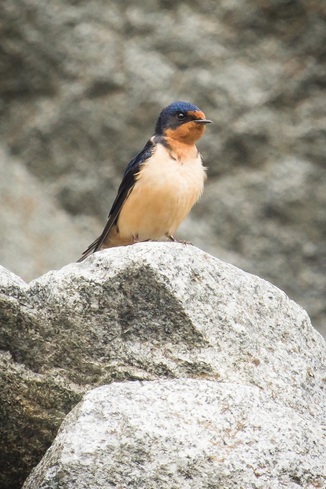 Barn swallow (Hirundo rustica)