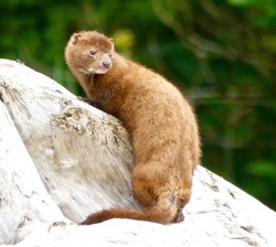 American mink (Neovison vison)