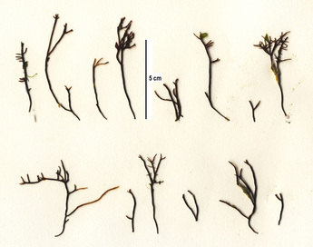 Loose Ahnfelt's seaweed (Ahnfeltiopsis gigartinoides)
