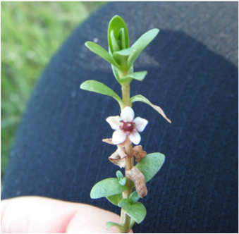 Milk Seawort • glaux maritima