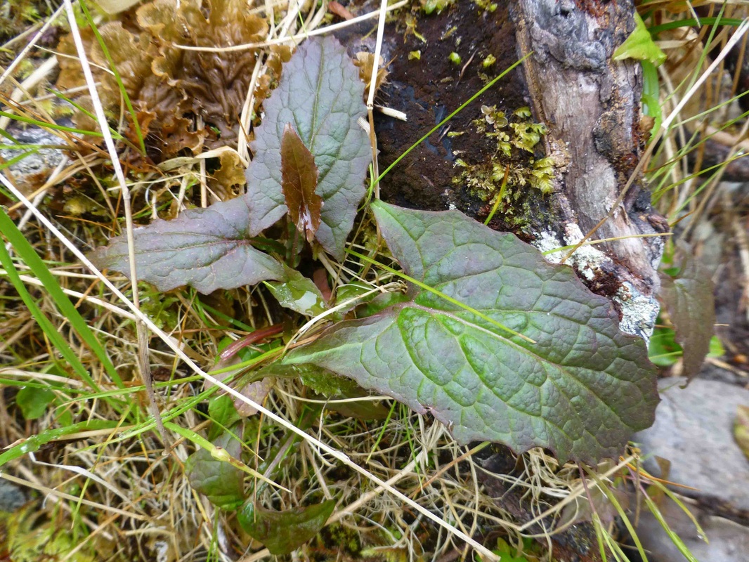 Western rattlesnake-root (Prenanthes alata)