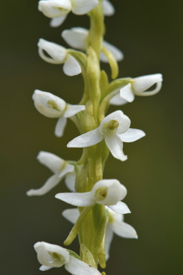 White bog-orchid (Platanthera dilatata)