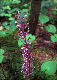 Western coralroot (Corallorhiza mertensiana)