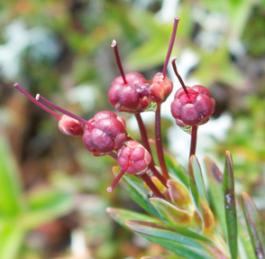 Western bog-laurel (Kalmia microphylla)