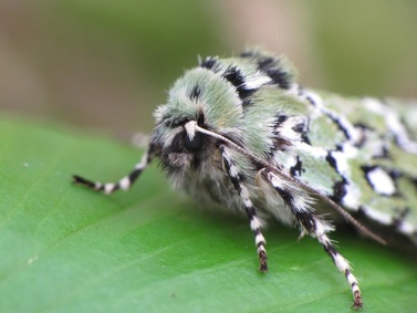Feralia comstocki