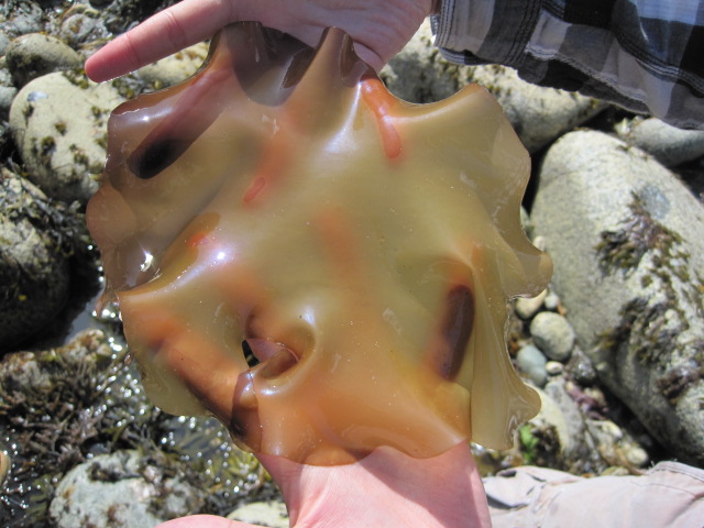 Splendid iridescent seaweed (Mazaella splendens)