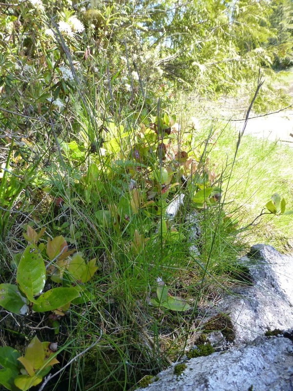 Red fescue (Festuca rubra)