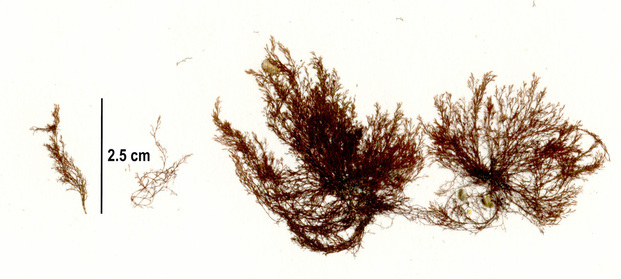 Polysiphonia hendryi var. gardneri