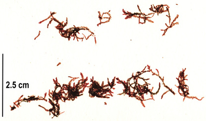 Dwarf skein (Antithamnion defectum)