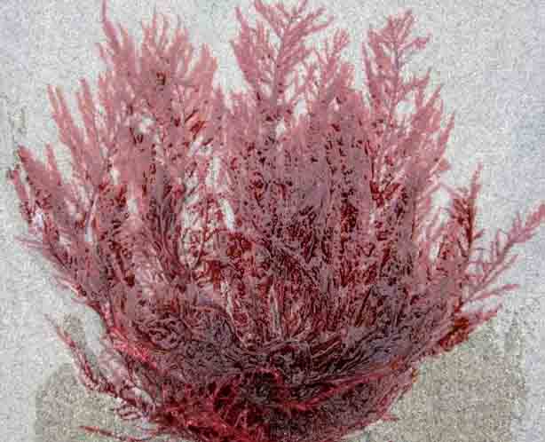 Sea fern (Neoptilota asplenioides)